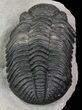 Large, Drotops Trilobite With Great Eyes #69753-2